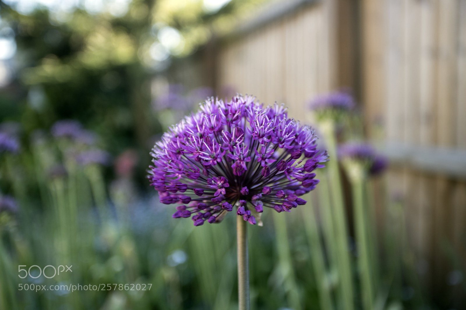 Canon EOS 6D Mark II sample photo. Alliums in the garden photography