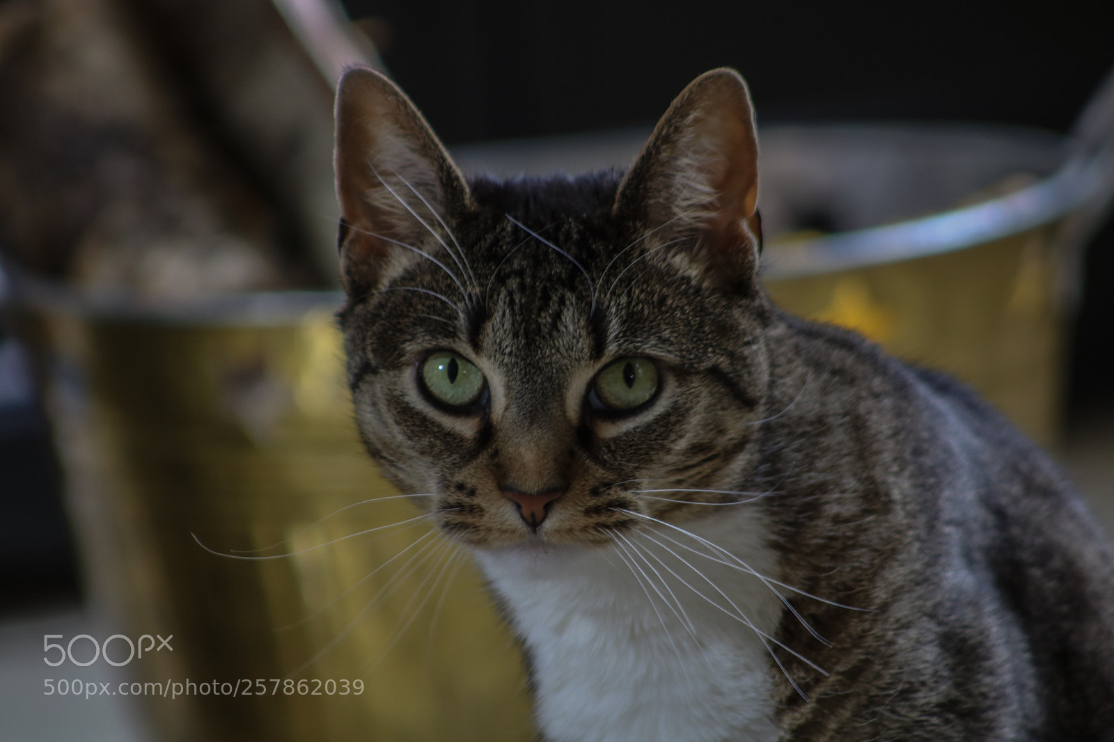 Canon EOS 750D (EOS Rebel T6i / EOS Kiss X8i) sample photo. Whiskers photography