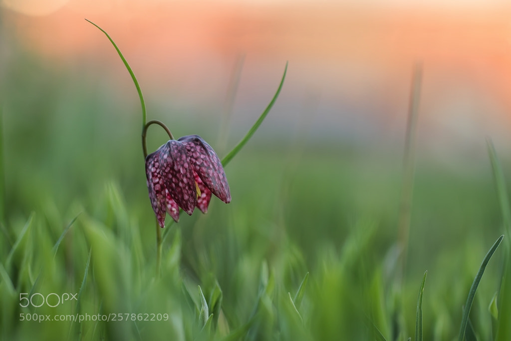 Canon EOS 7D Mark II sample photo. Evening light photography