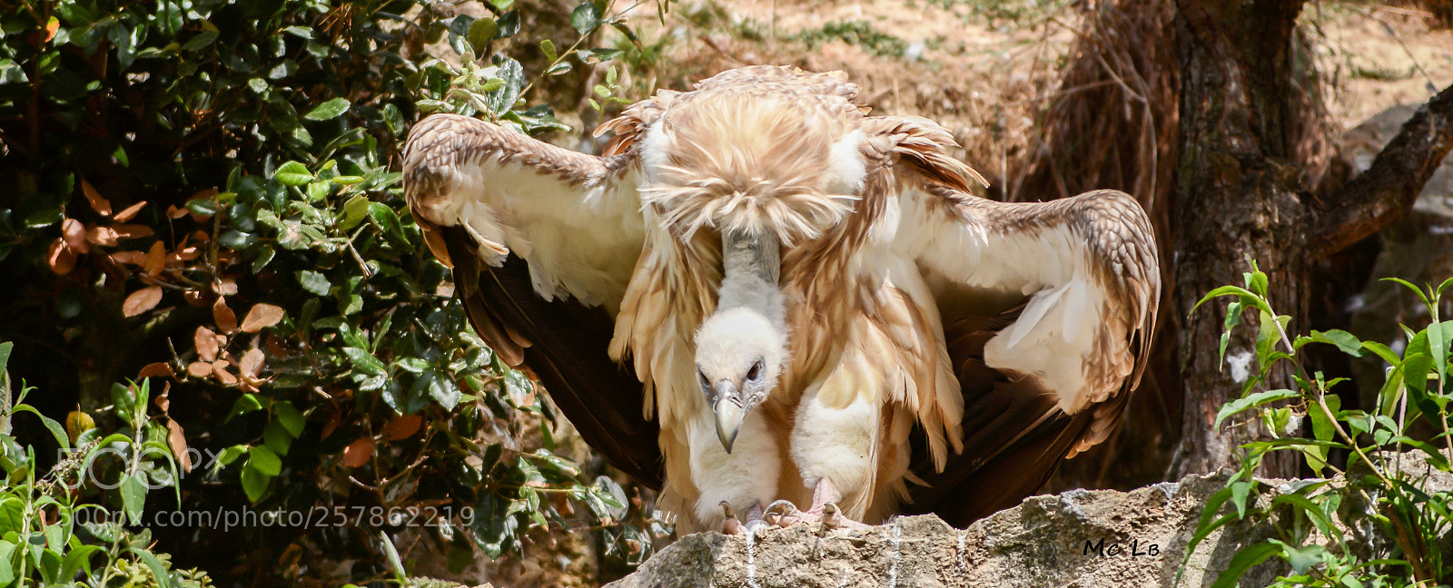 Nikon D7100 sample photo. Gyps fulvus - vautour photography