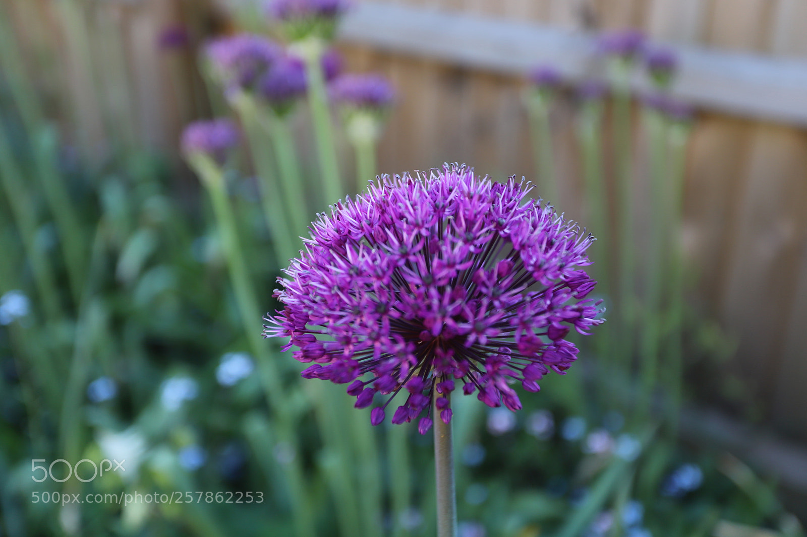 Canon EOS 6D Mark II sample photo. Alliums in the garden photography