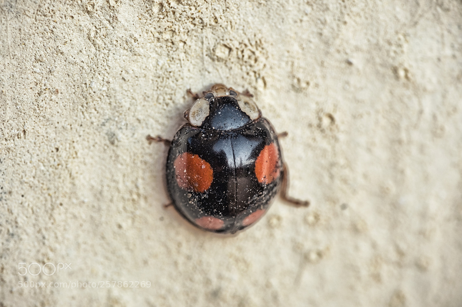 Fujifilm X-T20 sample photo. Reflexions on a bug photography