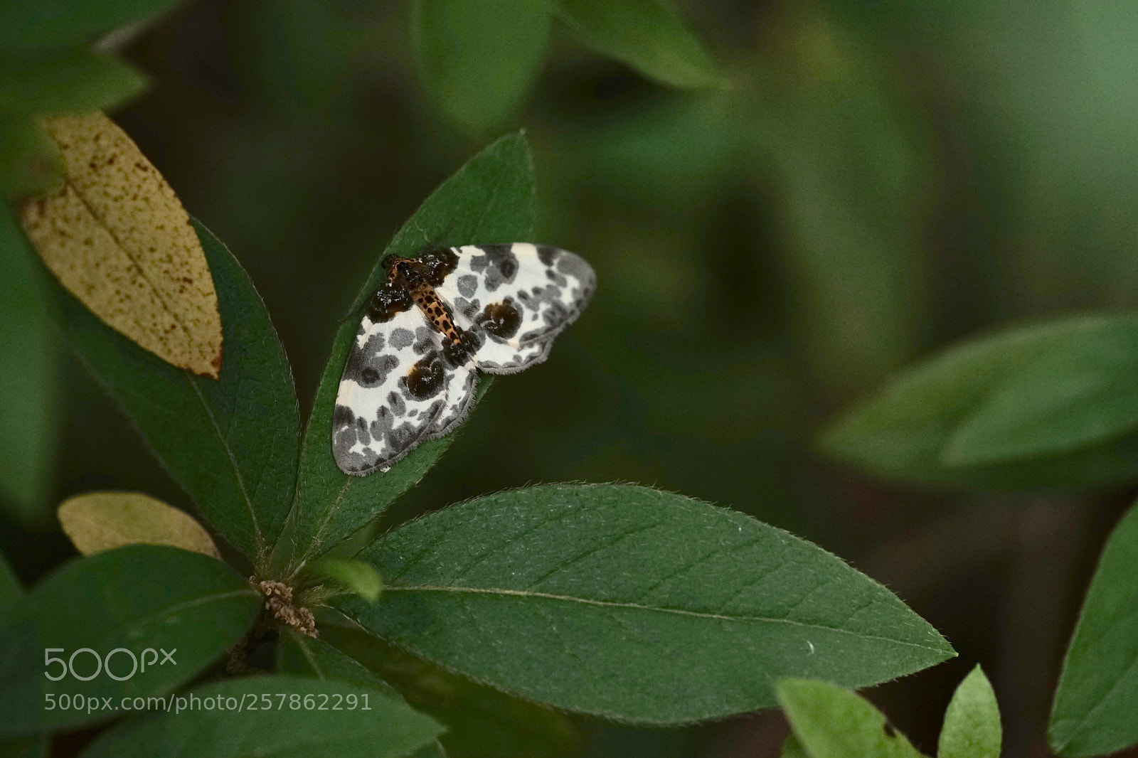 Sony a7 II sample photo. Moth photography