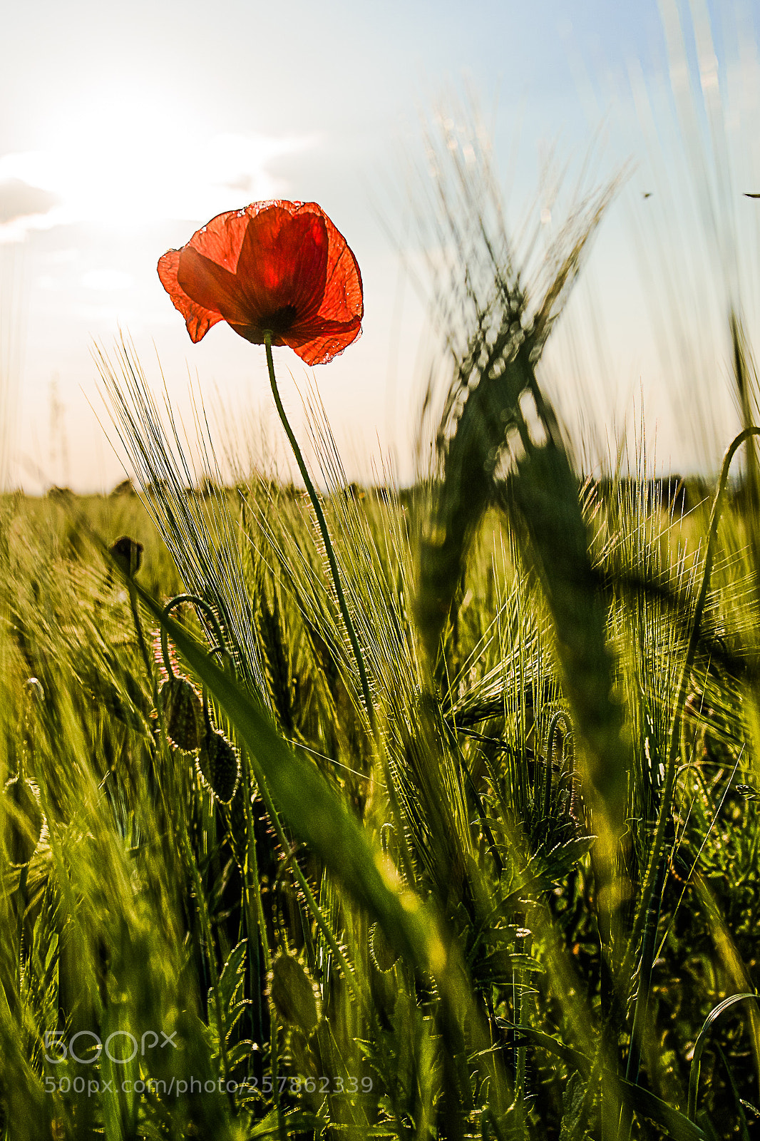 Nikon D750 sample photo. Poppy photography
