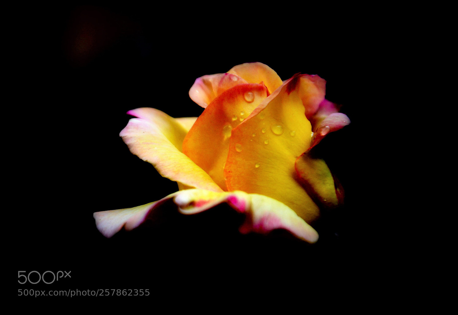 Nikon D600 sample photo. Rose photography