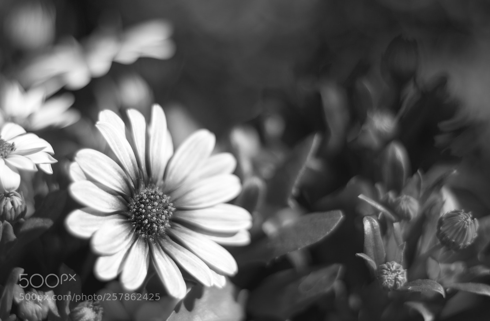 Canon EOS 80D sample photo. Just grey photography