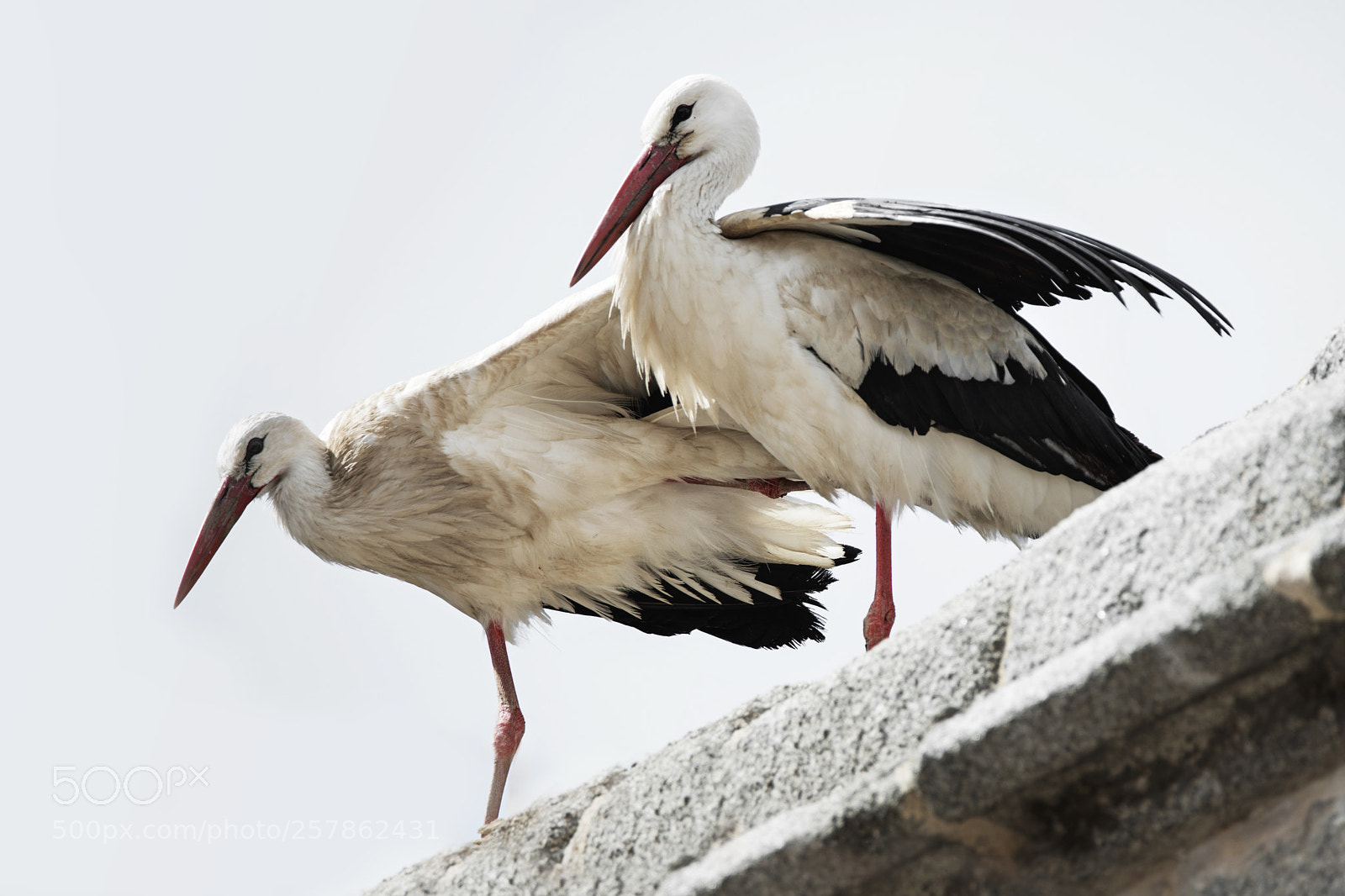 Nikon D800 sample photo. Socias del campanario. photography