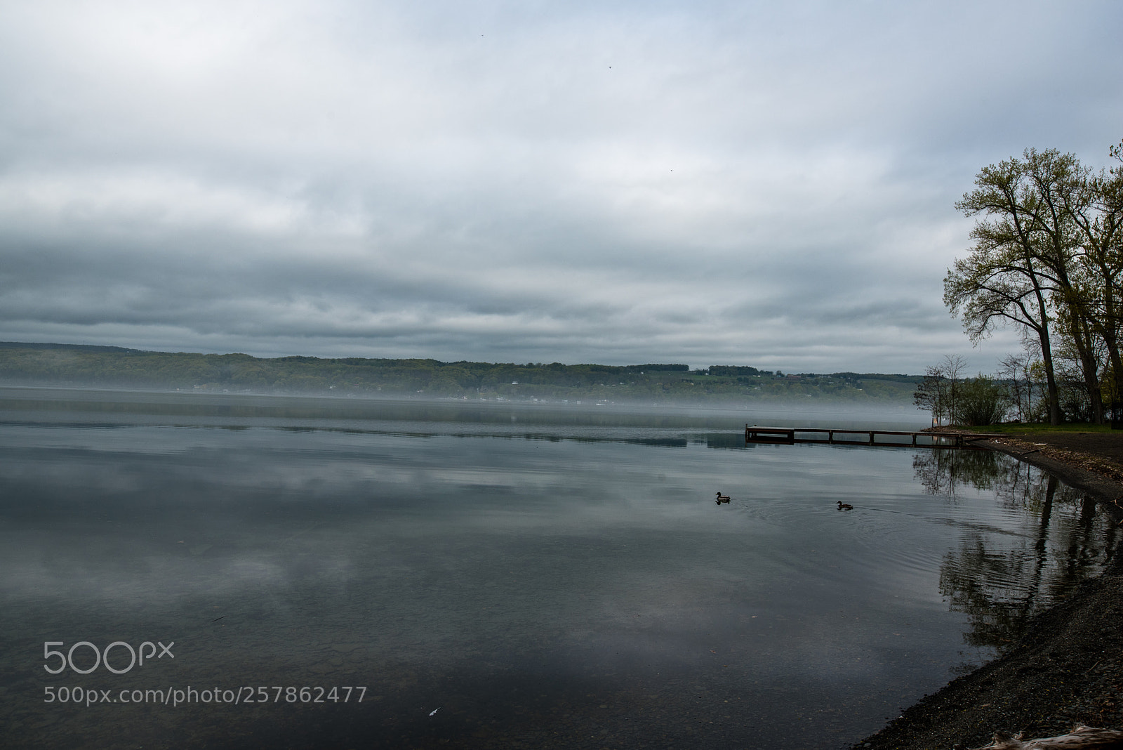 Nikon D750 sample photo. Mallards on seneca lake photography
