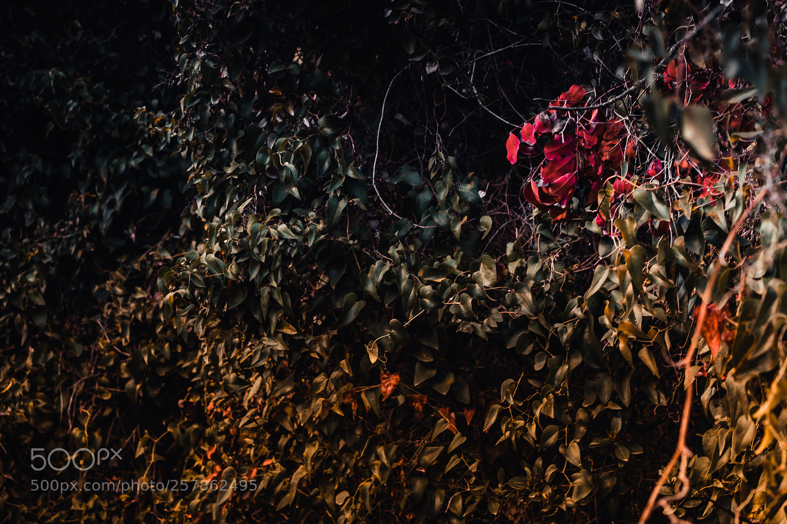 Sony a7 II sample photo. Edward ilin  "difference" photography