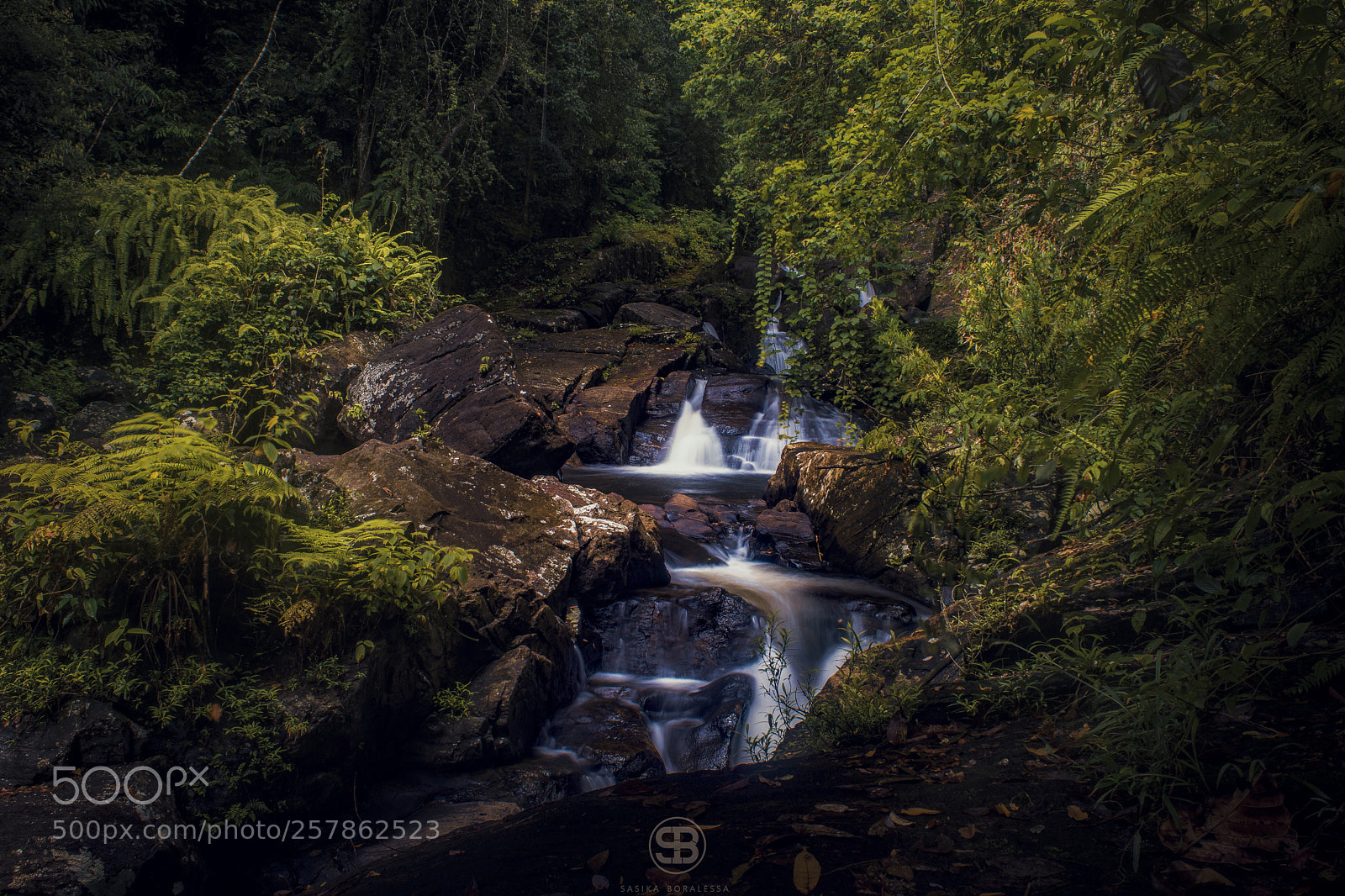 Nikon D3300 sample photo. Into the rainforest photography