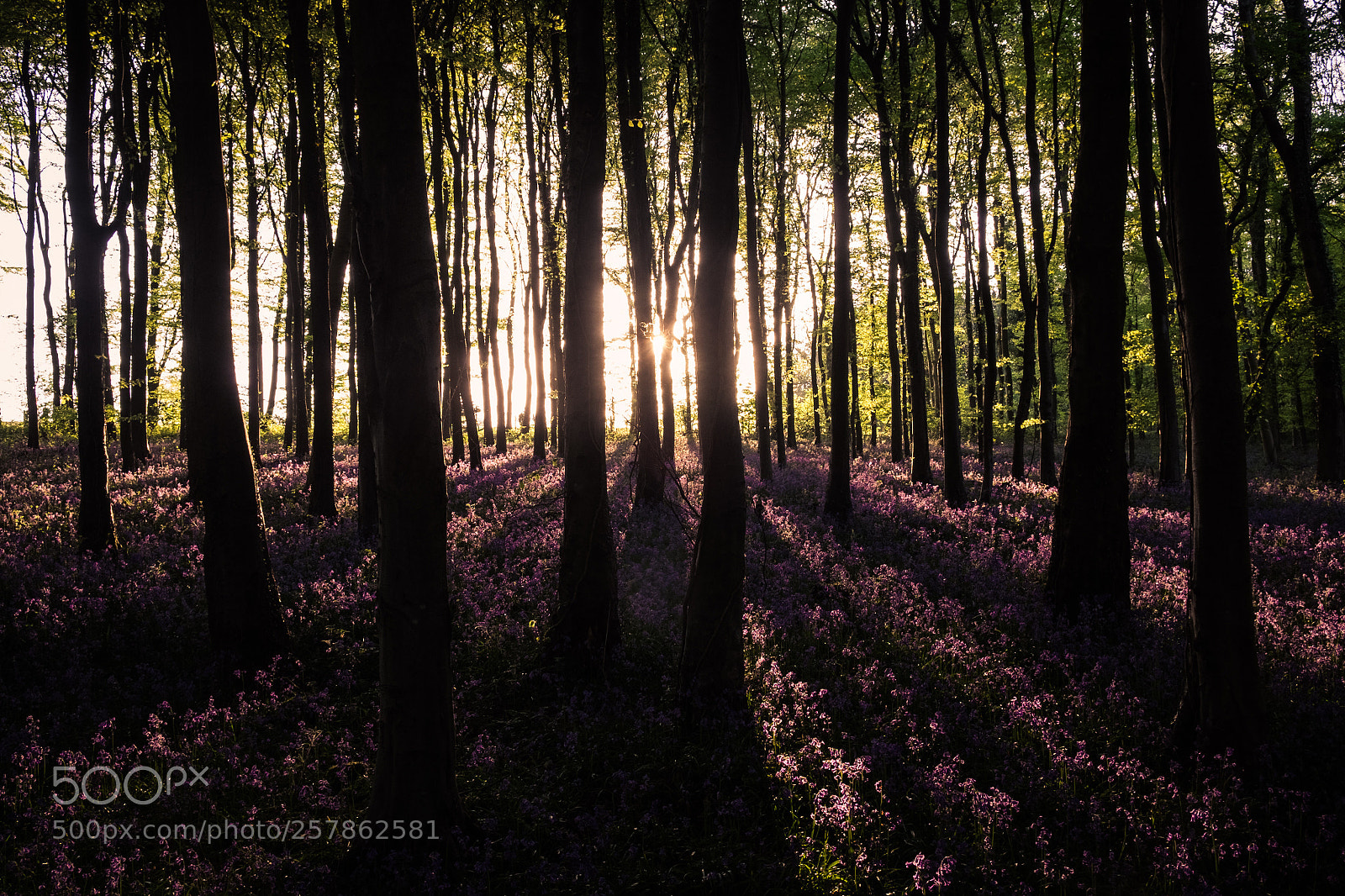 Fujifilm X-T10 sample photo. Bluebell wood.  photography