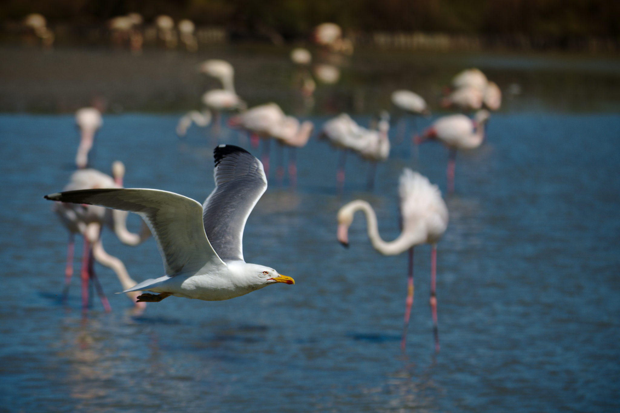 Nikon D850 sample photo. C a m a r g u e photography