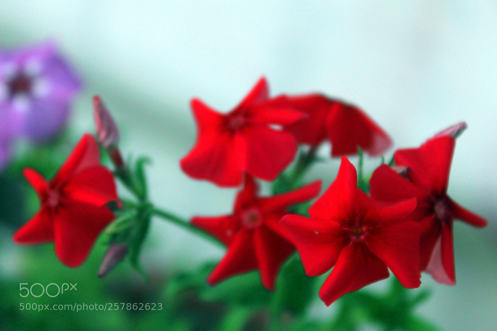 Canon EOS 700D (EOS Rebel T5i / EOS Kiss X7i) sample photo. Red flower photography