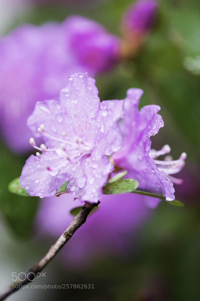 Nikon D600 sample photo. 180514 photography