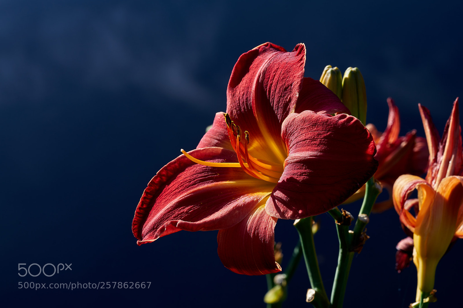 Sony a7 sample photo. Abg_180506_08 photography