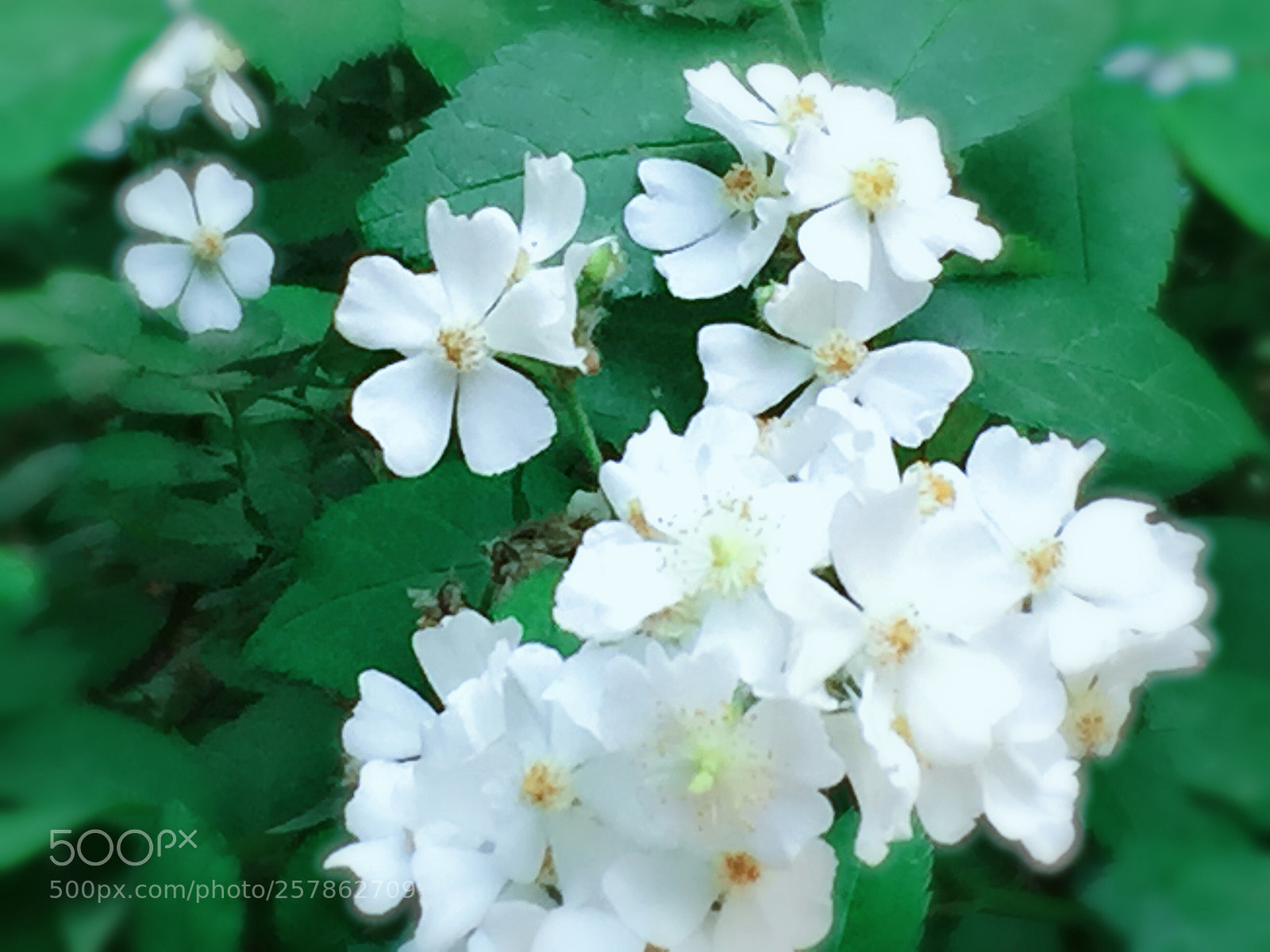 Apple iPhone 6 Plus sample photo. Untitled photography