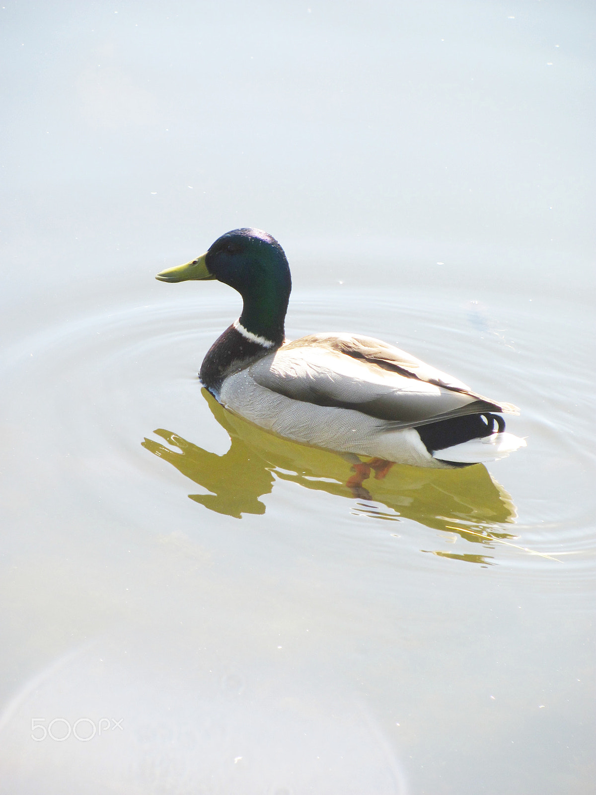 Canon PowerShot SX120 IS sample photo. Mallard photography