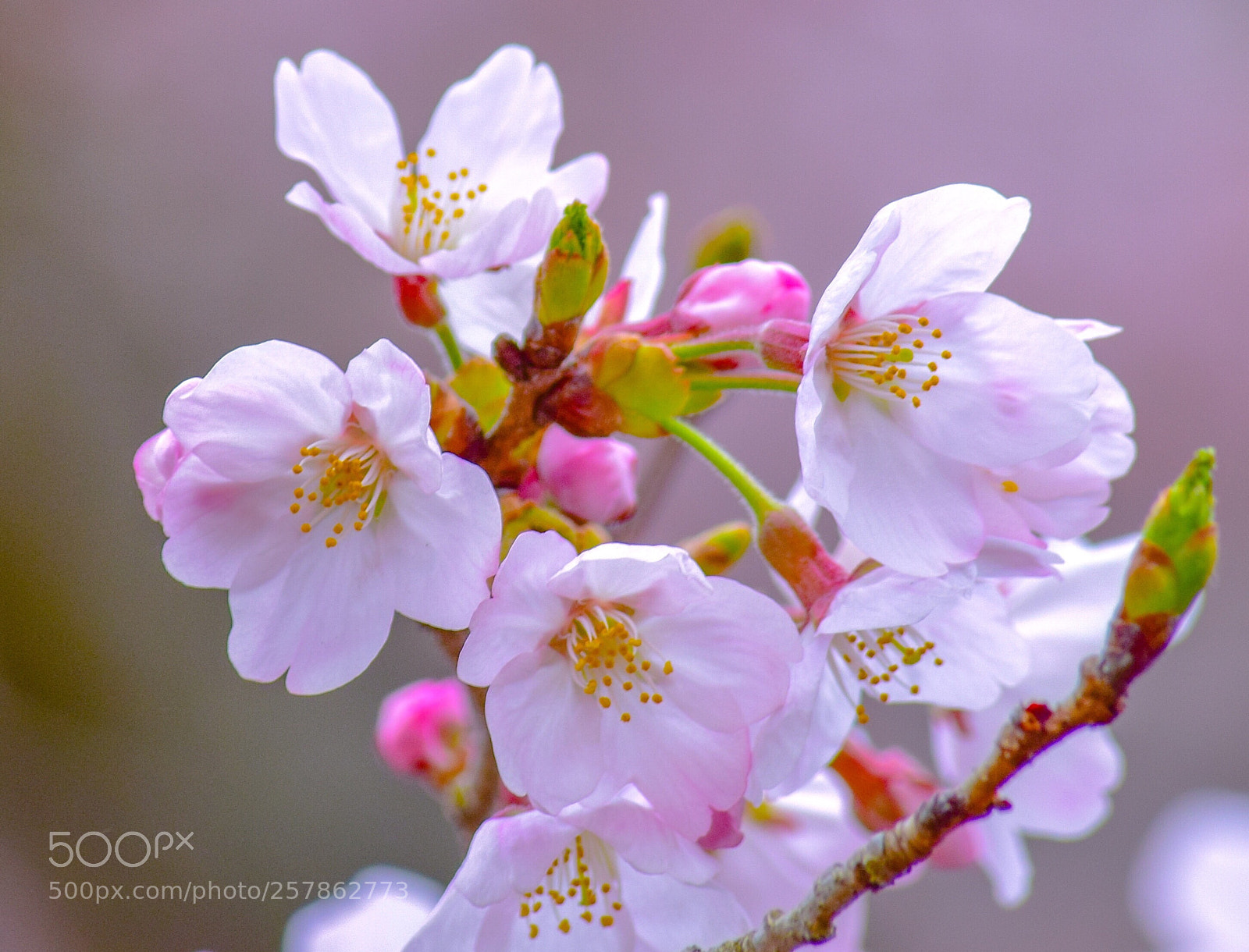 Nikon D5300 sample photo. Refreshers xll photography
