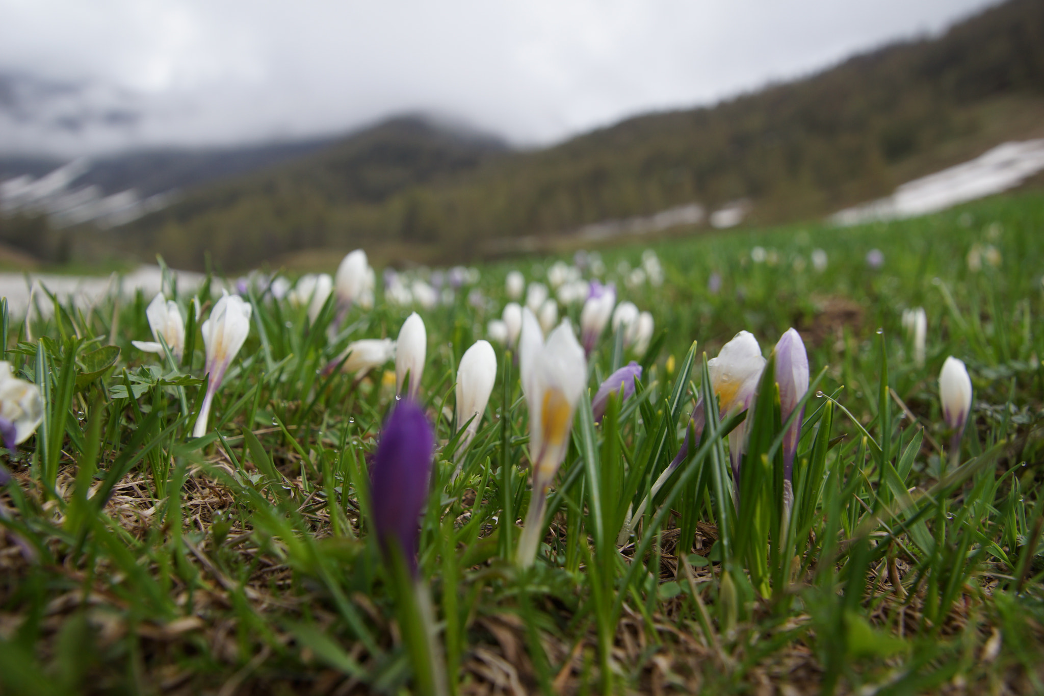 Tamron 16-300mm F3.5-6.3 Di II VC PZD Macro sample photo. Ausflug südtirol () photography