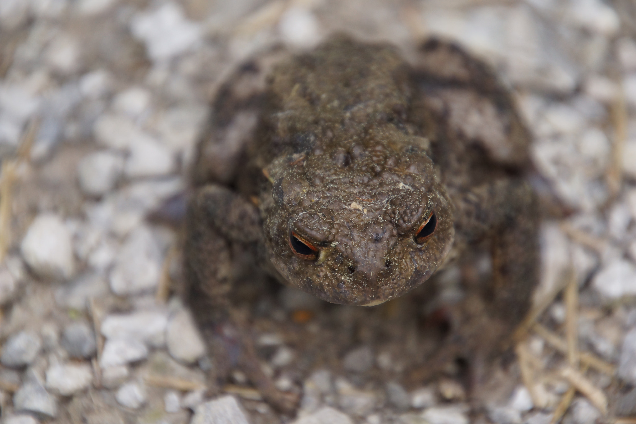 Tamron 16-300mm F3.5-6.3 Di II VC PZD Macro sample photo. Ausflug südtirol () photography