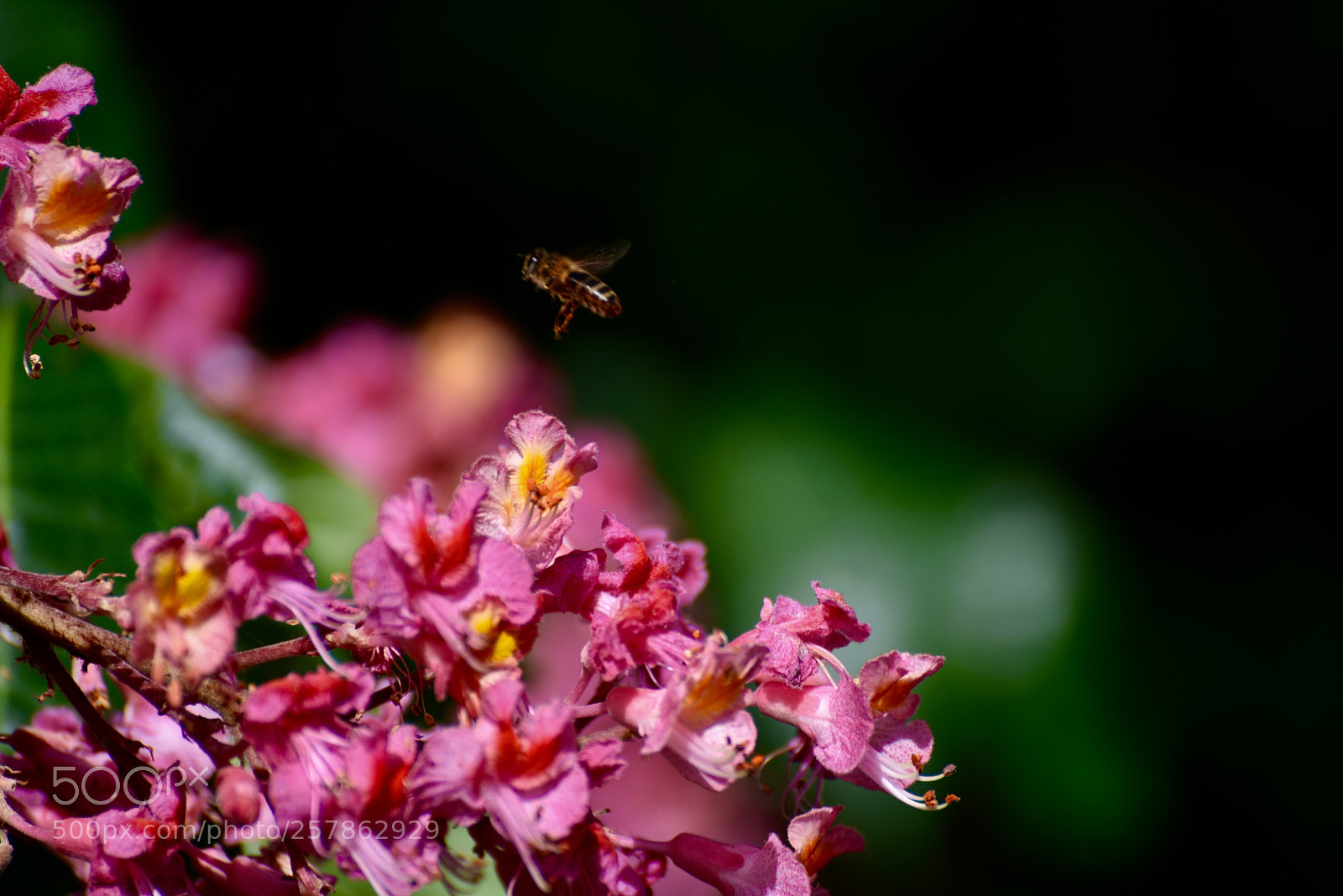Nikon D750 sample photo. Untitled photography