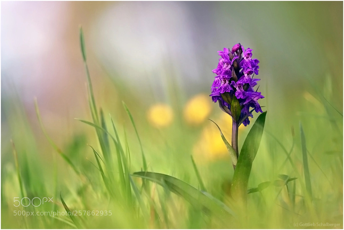 Nikon D7200 sample photo. Spotted orchid photography