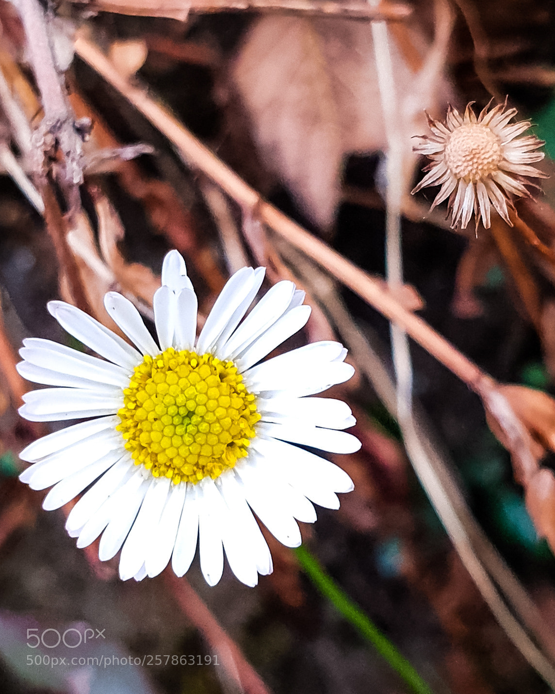 Samsung Galaxy S9 sample photo. Lrm exp photography