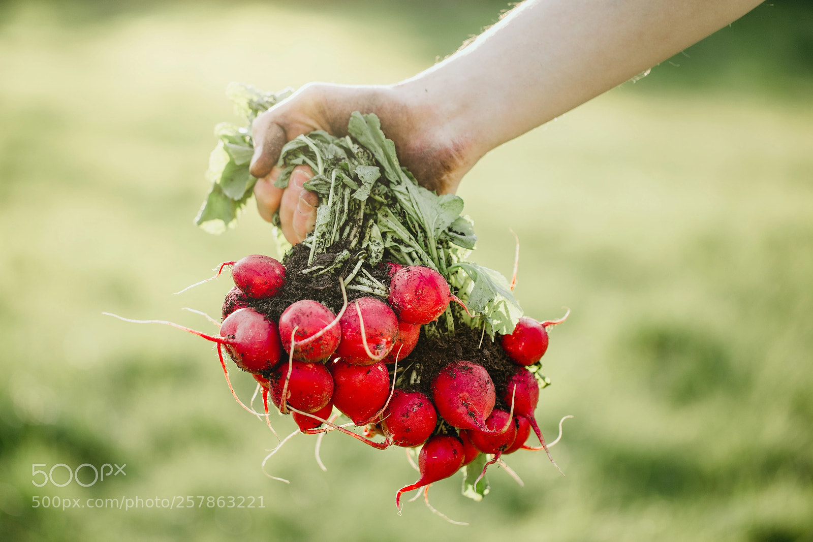 Canon EOS 6D sample photo. Young gardener holding fresh photography