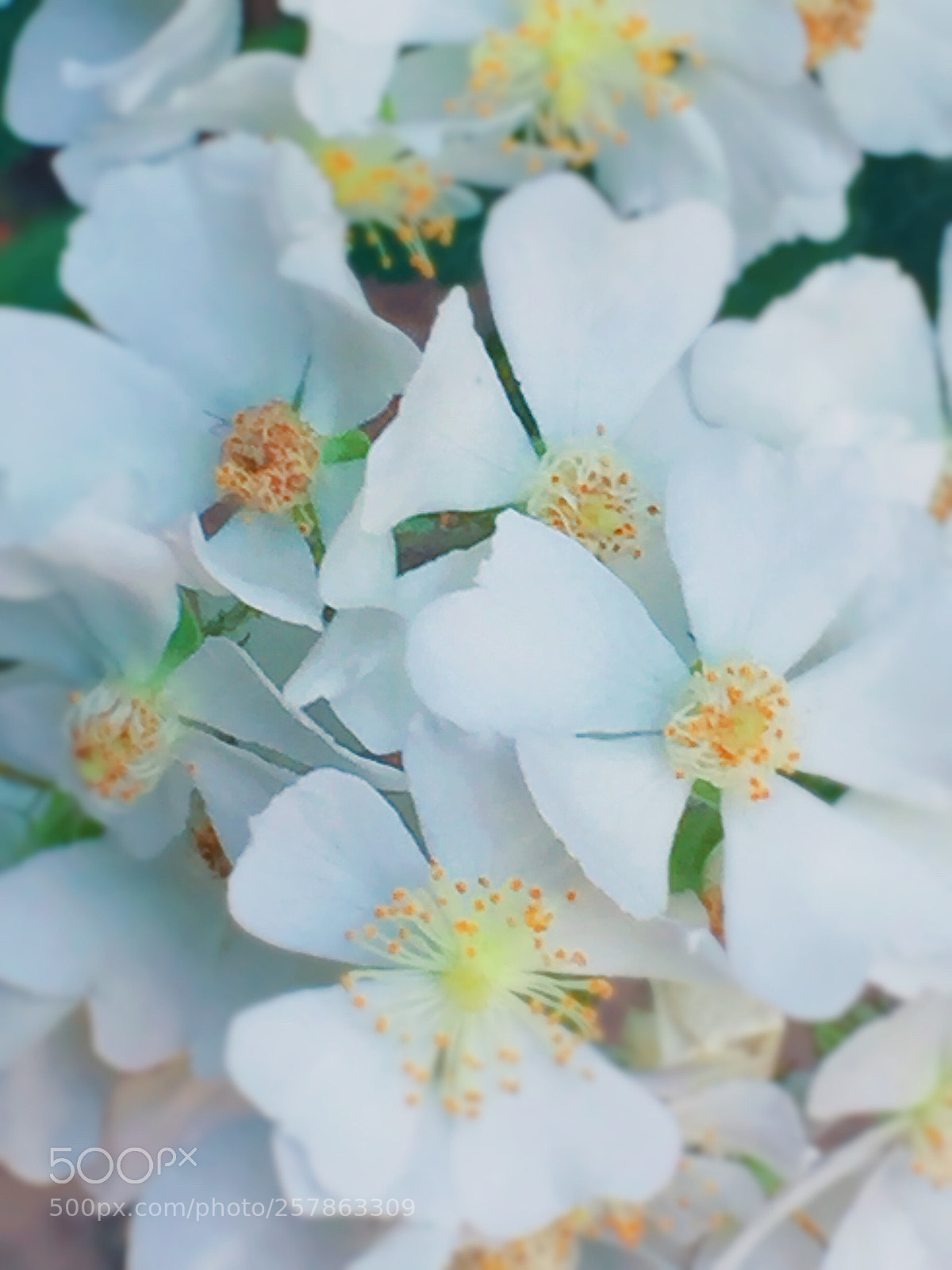 Apple iPhone 6 Plus sample photo. Untitled photography
