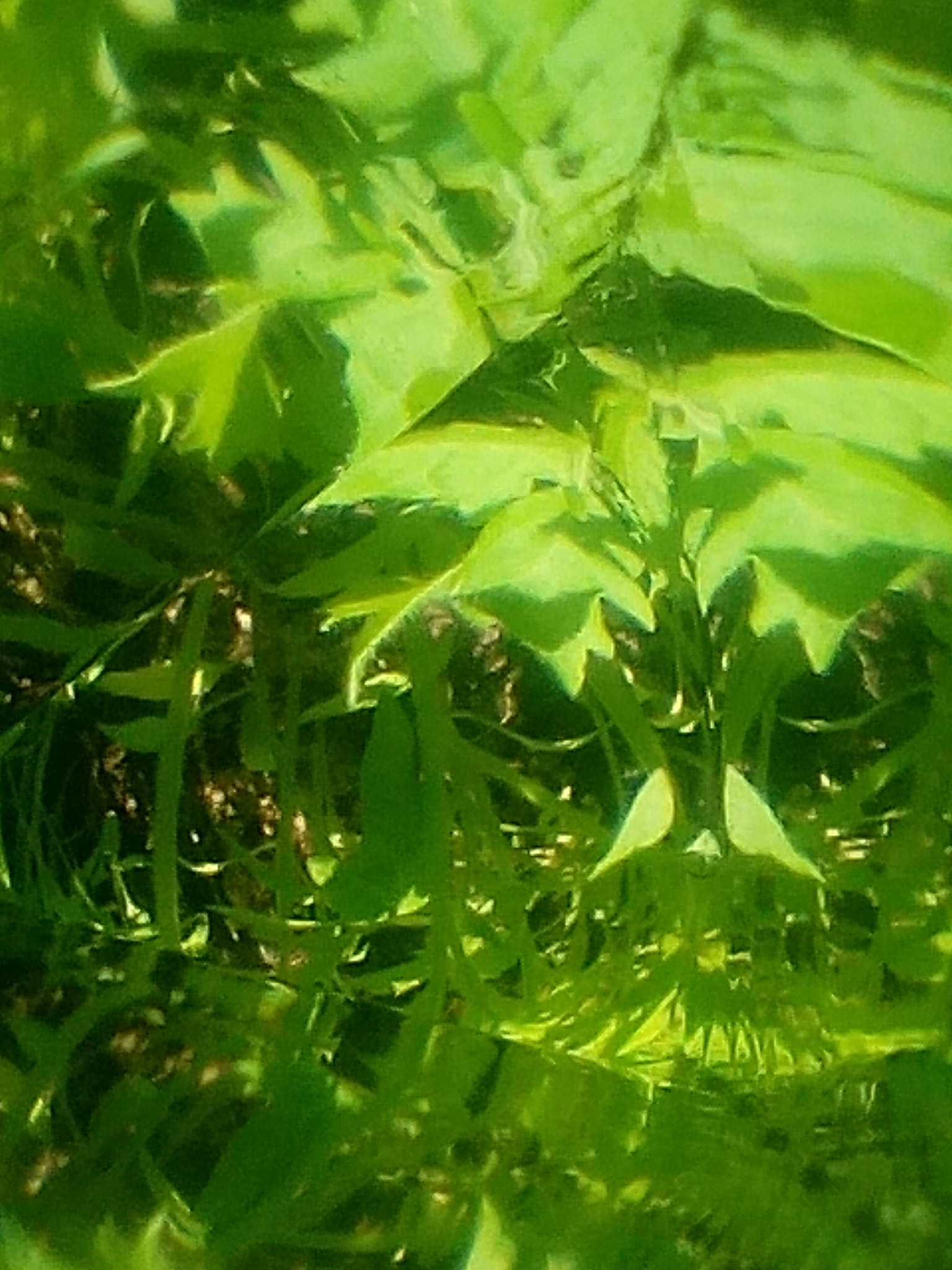 Lenovo A5500-H sample photo