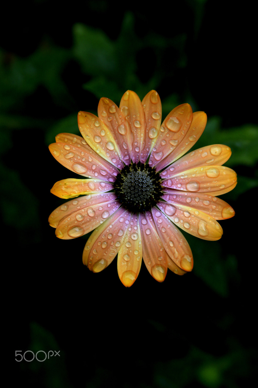 Canon EF 28-135mm F3.5-5.6 IS USM sample photo. Raindrops on daisy photography