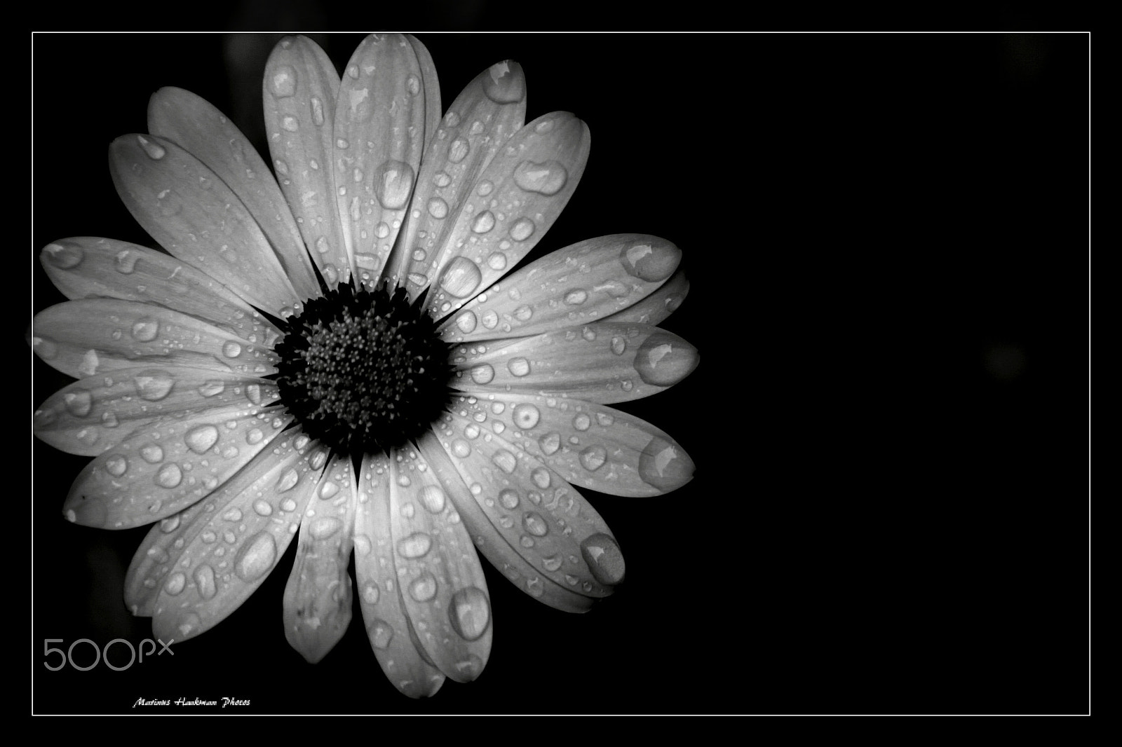 Canon EF 28-135mm F3.5-5.6 IS USM sample photo. Raindrops on daisy (black and white photography