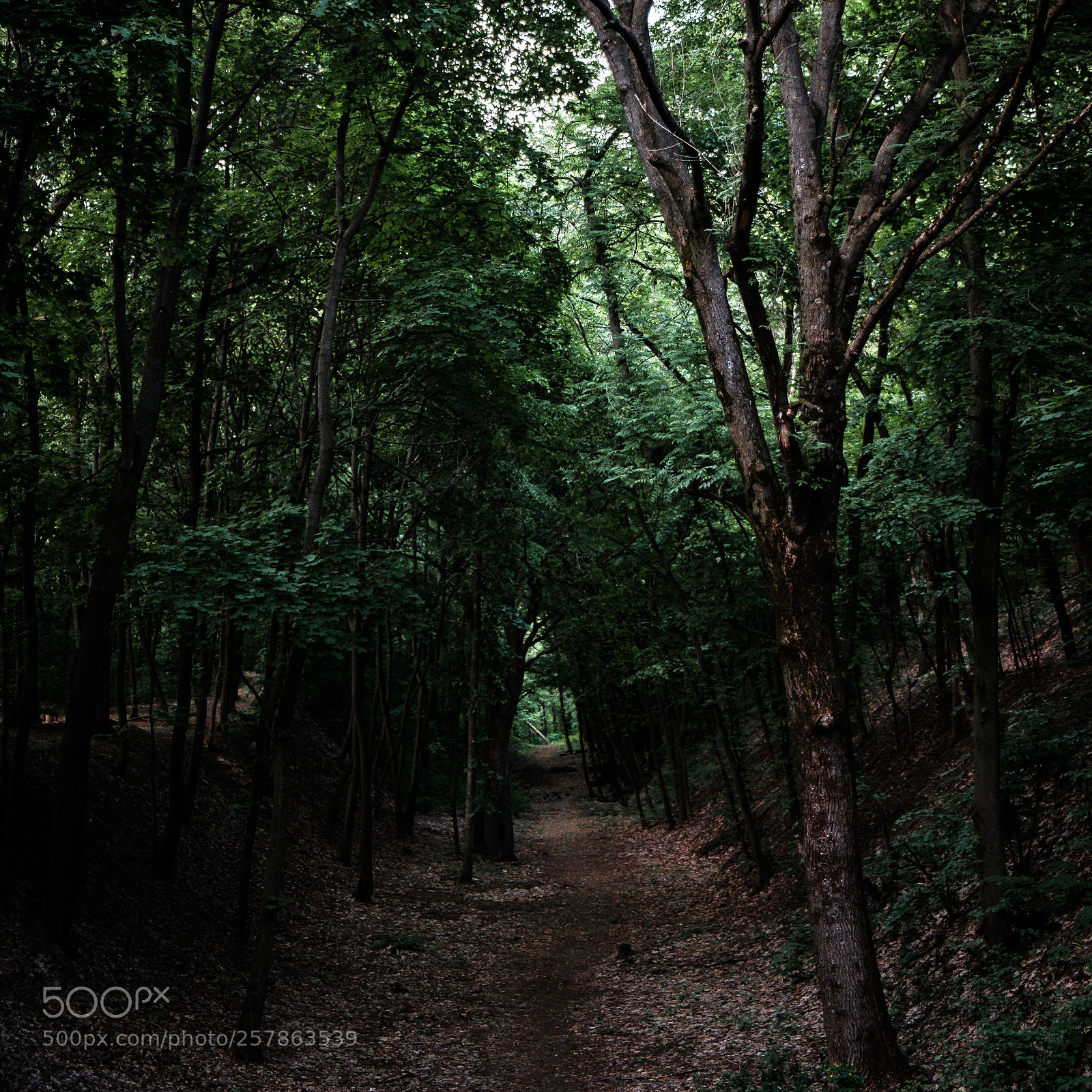 Fujifilm X-T20 sample photo. Follow the witch photography