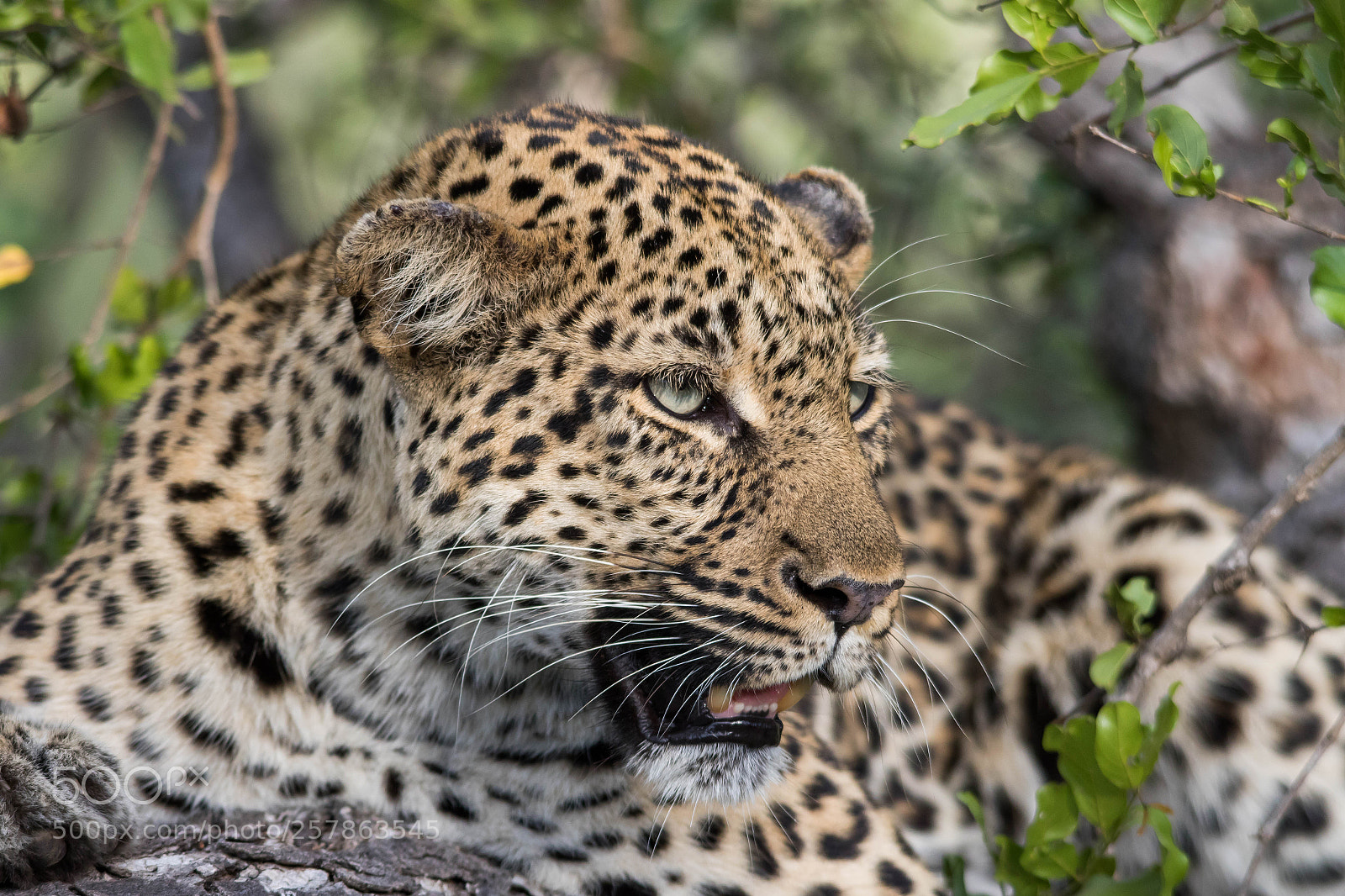 Canon EOS 7D Mark II sample photo. Leopard portrait photography
