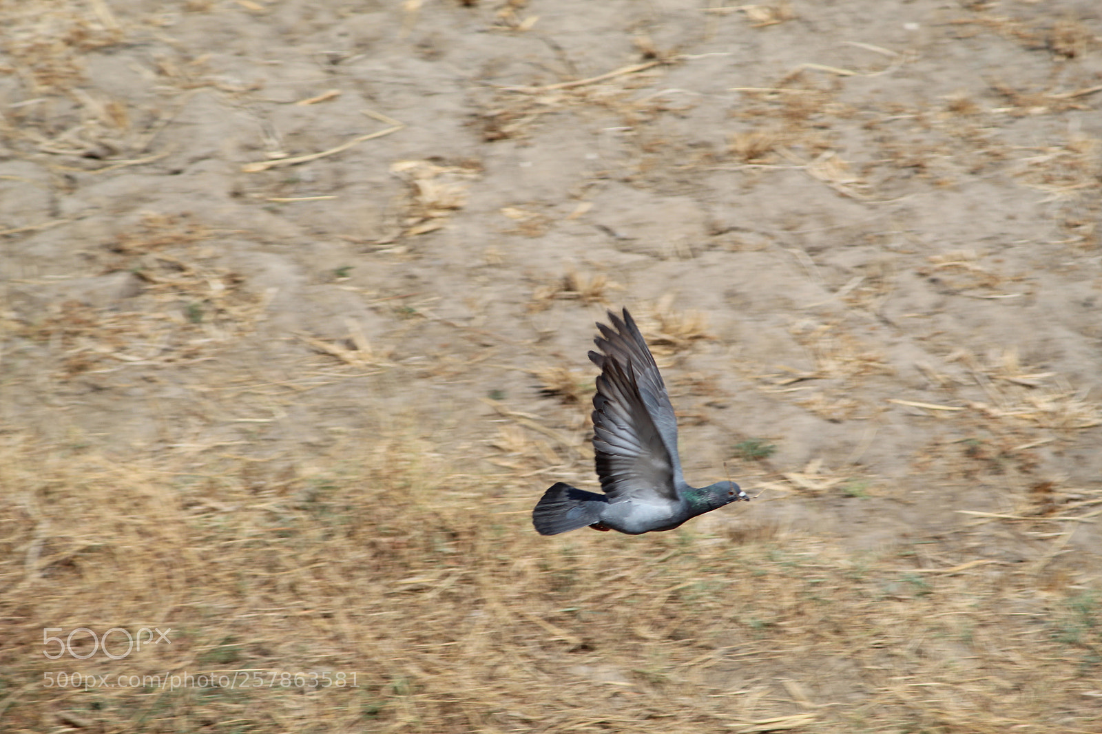 Canon EF-S 55-250mm F4-5.6 IS II sample photo. Untitled photography