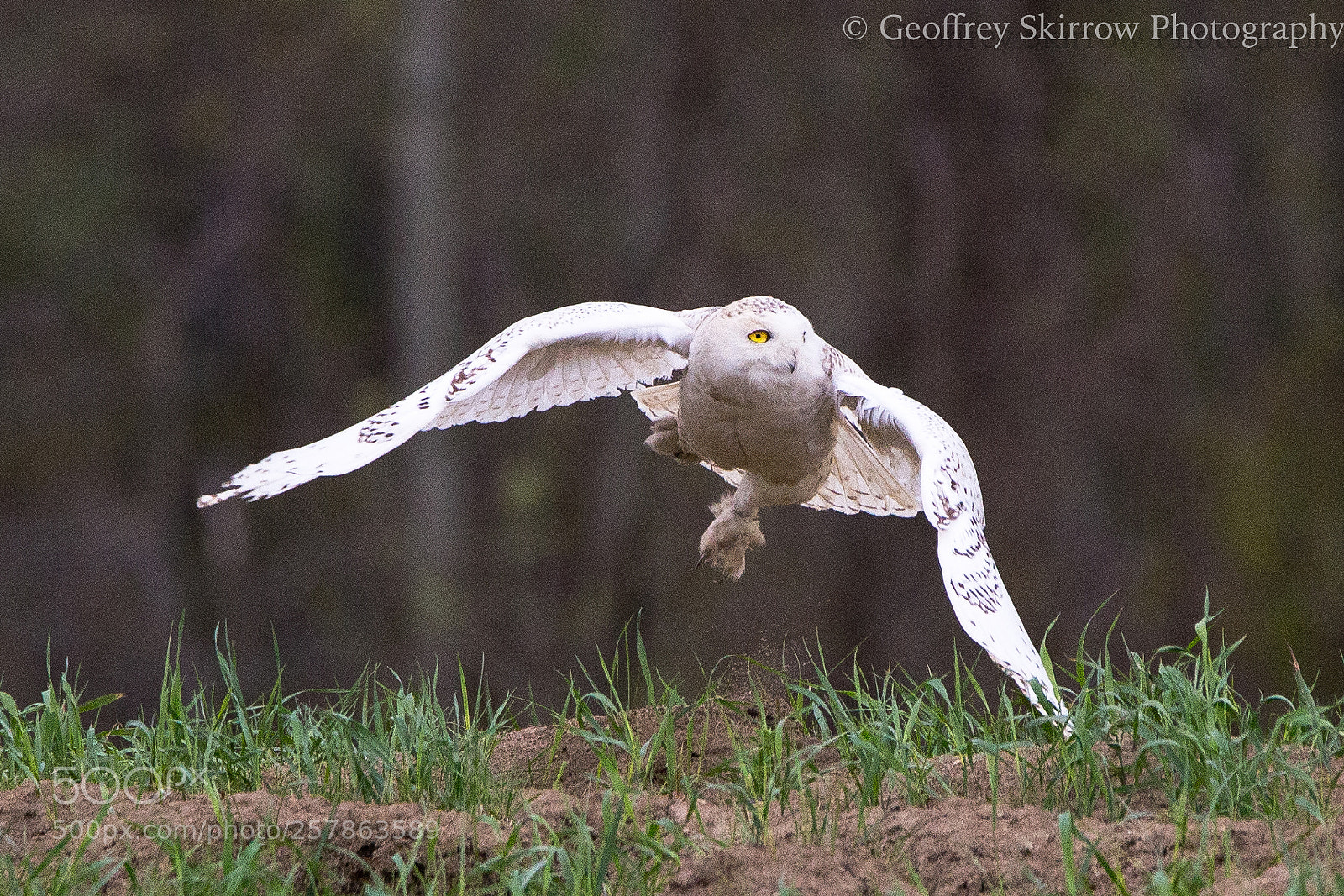 Canon EOS 6D sample photo. Snowy owl photography