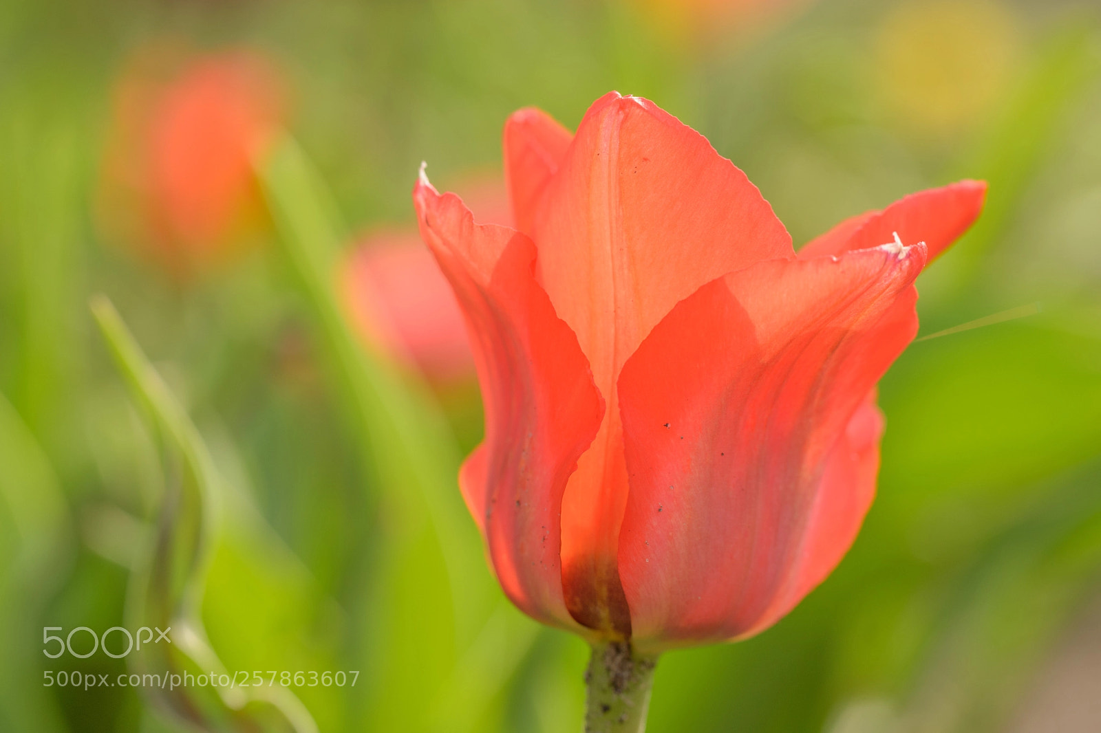 Nikon D5500 sample photo. You can't hurry love.. photography