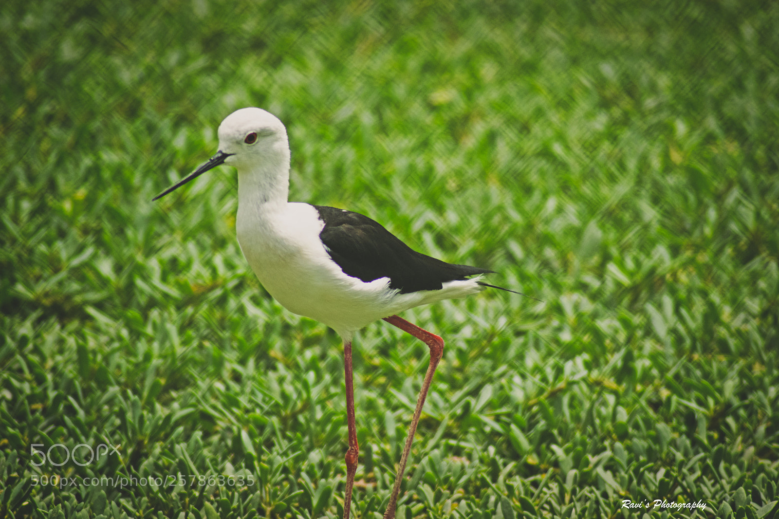 Nikon D5300 sample photo. Black winged stilt photography