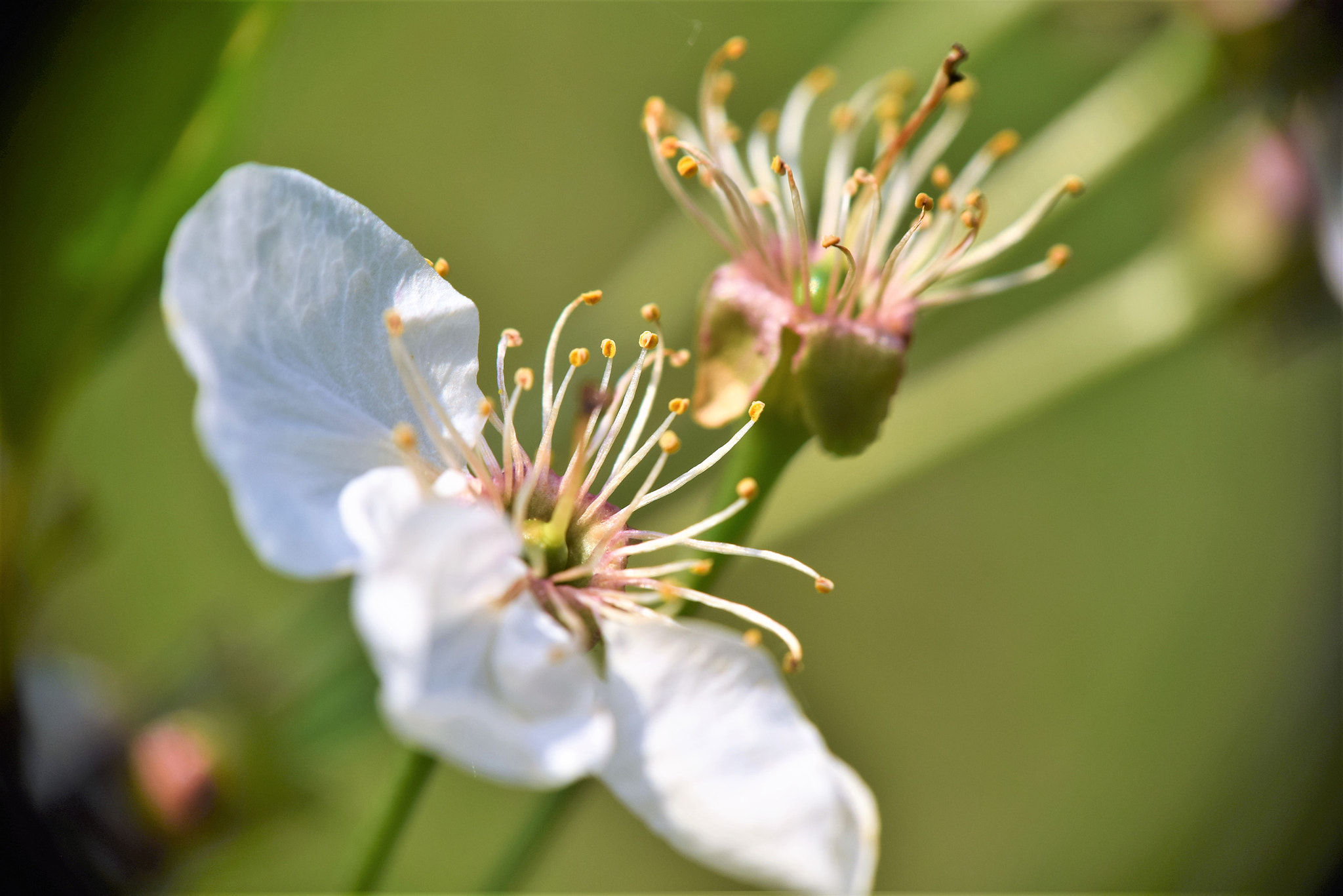 Nikon D3300 sample photo. Spring photography