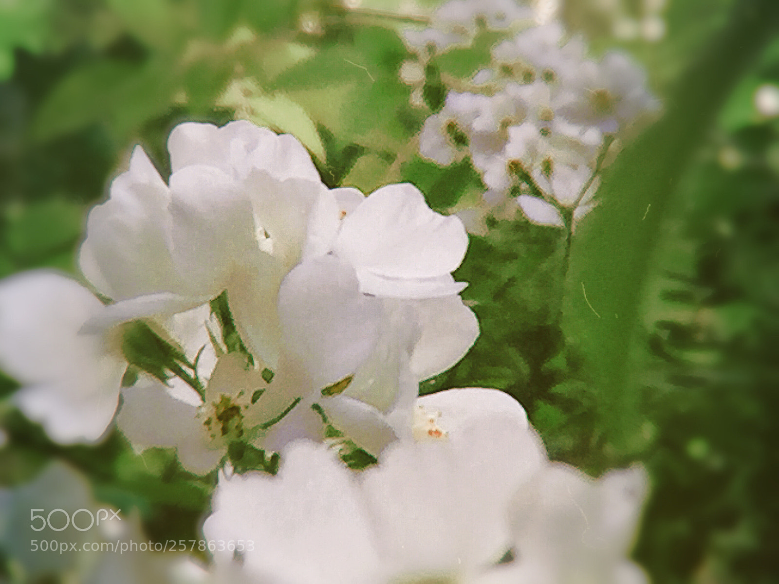 Apple iPhone 6 Plus sample photo. Untitled photography