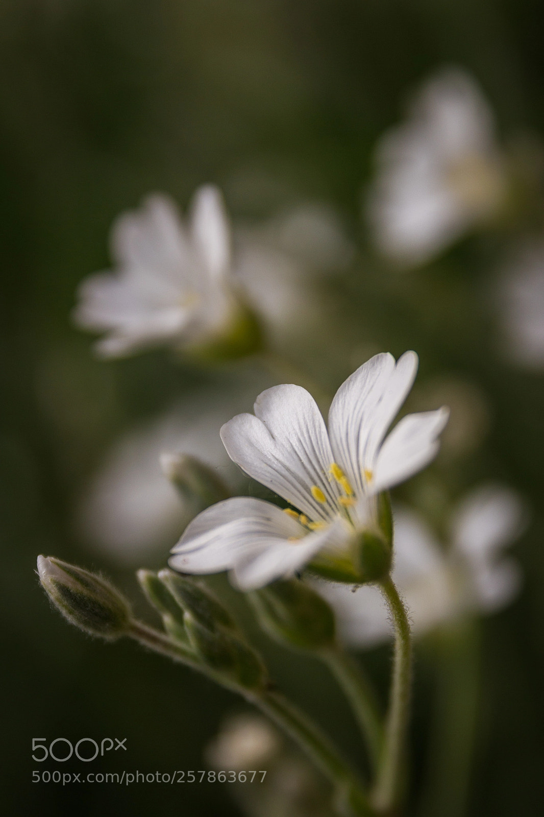 Canon EOS 700D (EOS Rebel T5i / EOS Kiss X7i) sample photo. Spring is coming photography