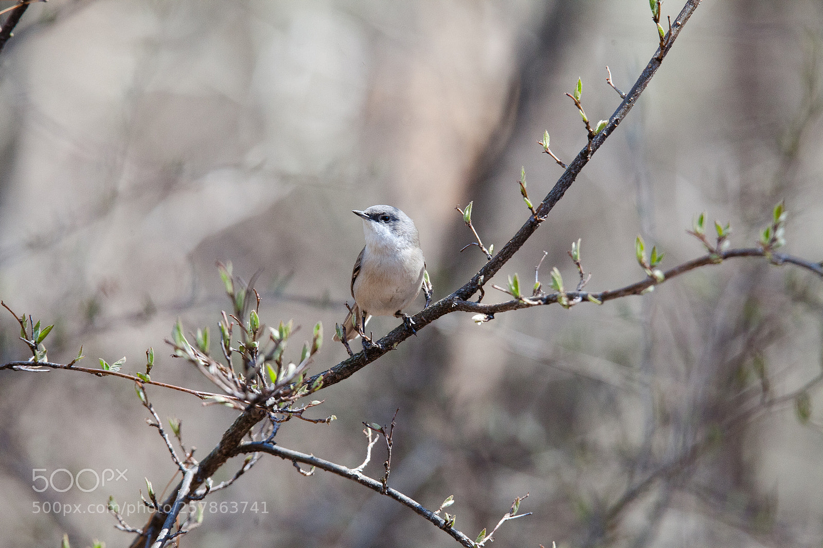 Canon EOS 5D Mark II sample photo. Img photography