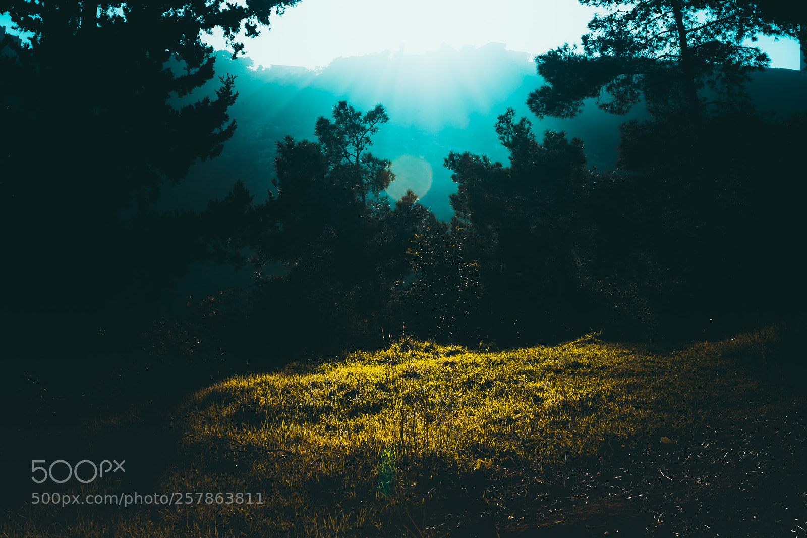 Sony a7 II sample photo. Edward ilin "judgment" photography