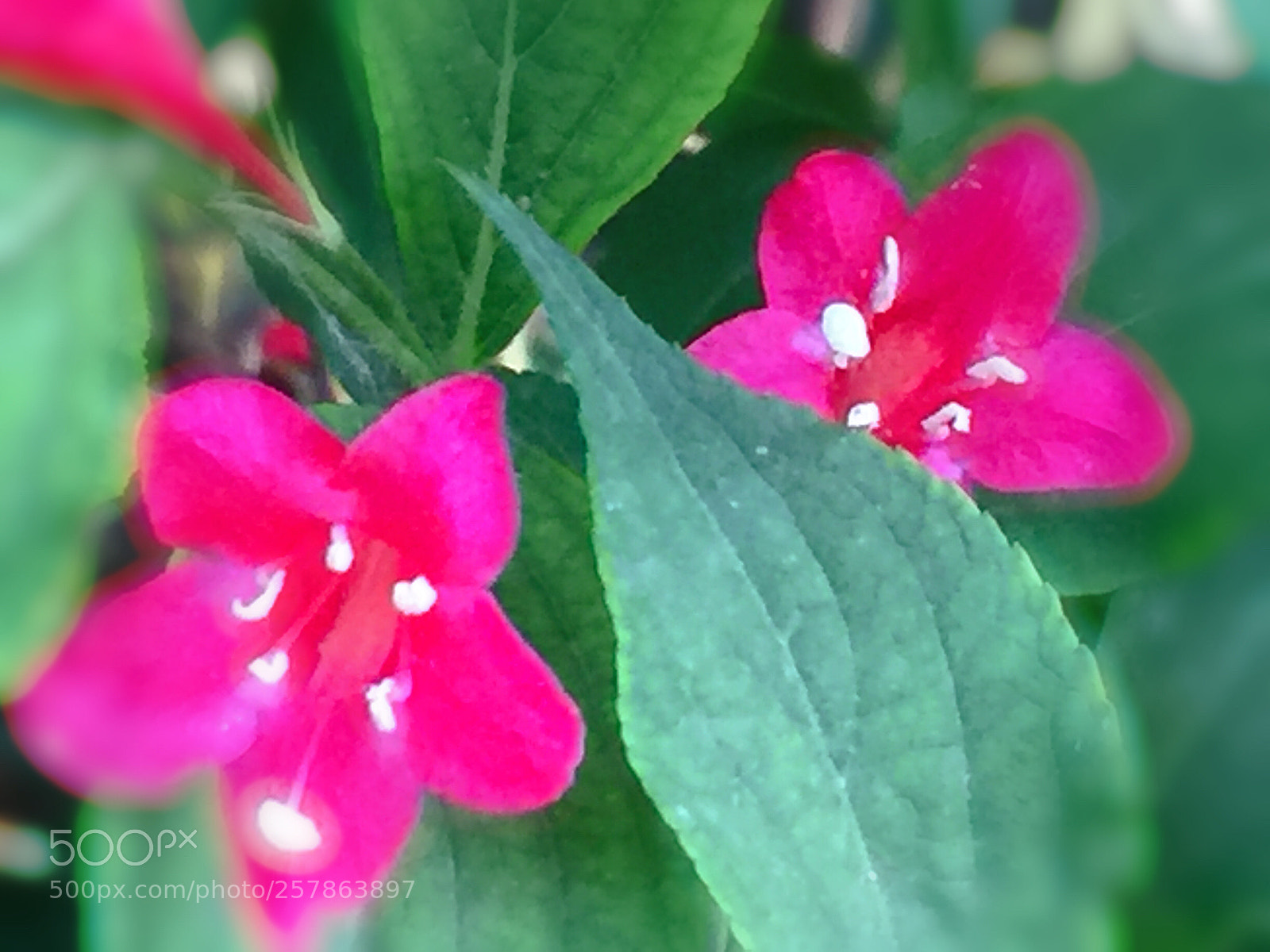 Apple iPhone 6 Plus sample photo. Untitled photography