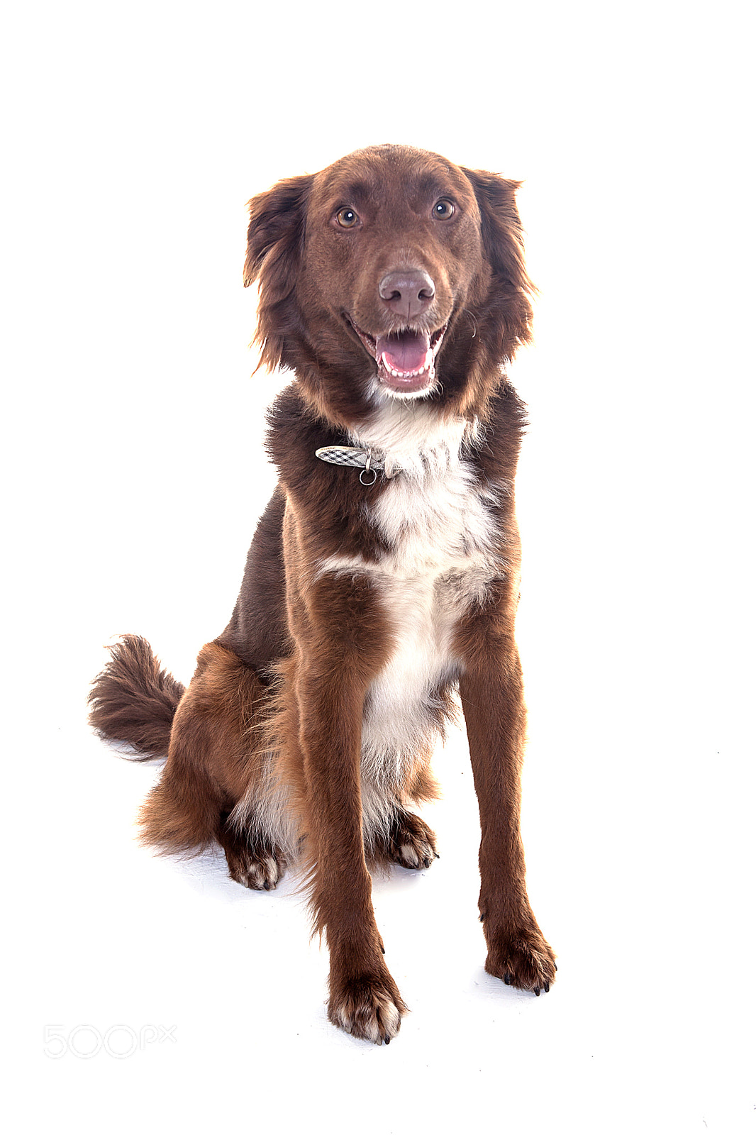 Canon EOS 5D Mark II sample photo. Red dog sitting and photography