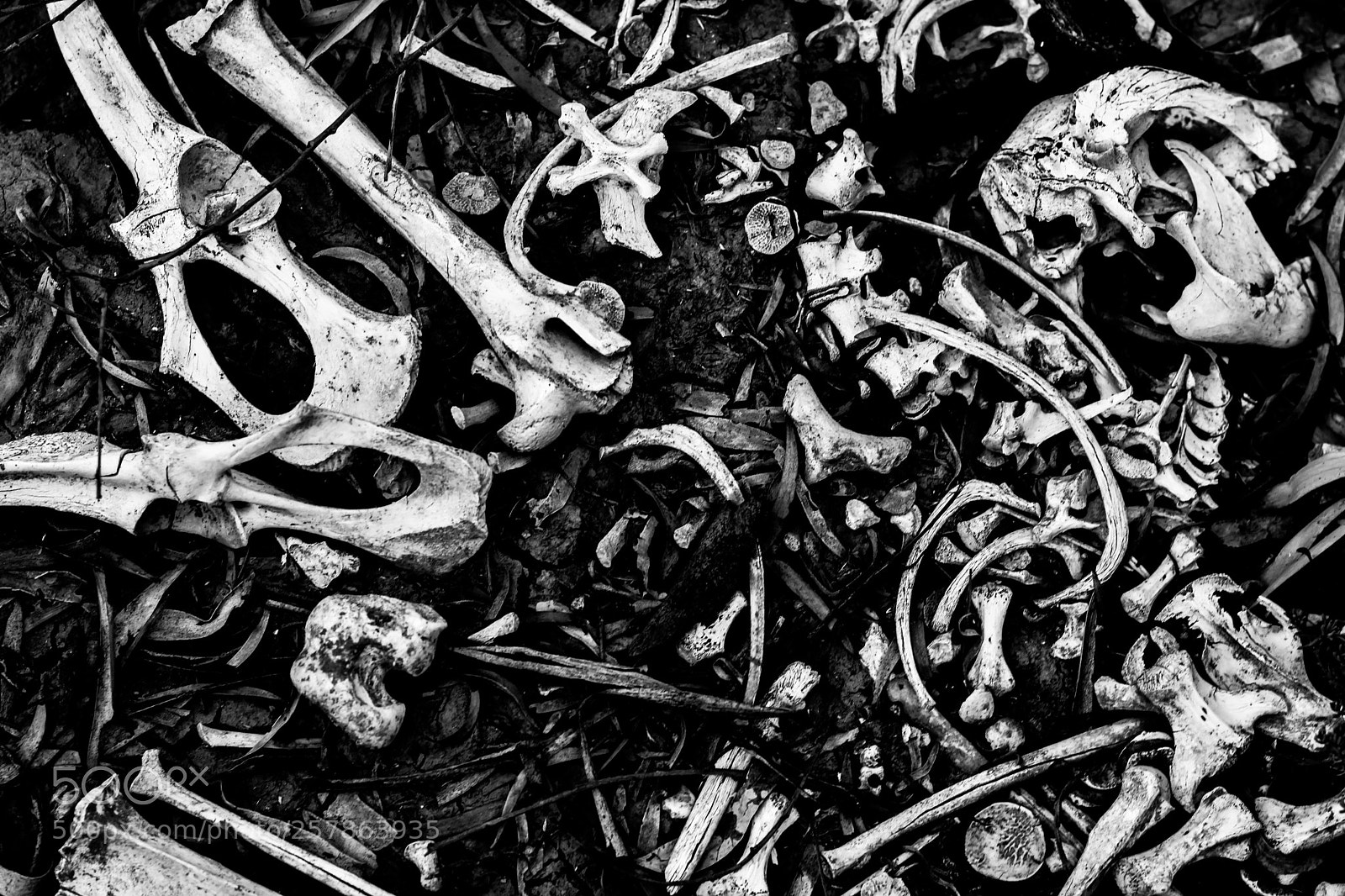 Nikon D3400 sample photo. Bones & earth photography