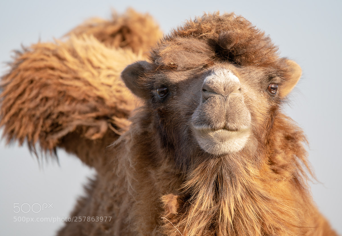 Sony a99 II sample photo. 00447.jpg photography