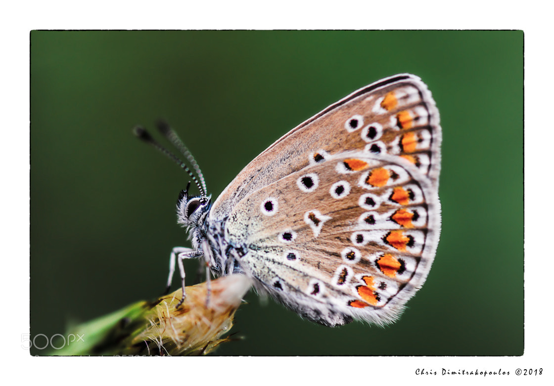 Nikon D7000 sample photo. Close look of a photography