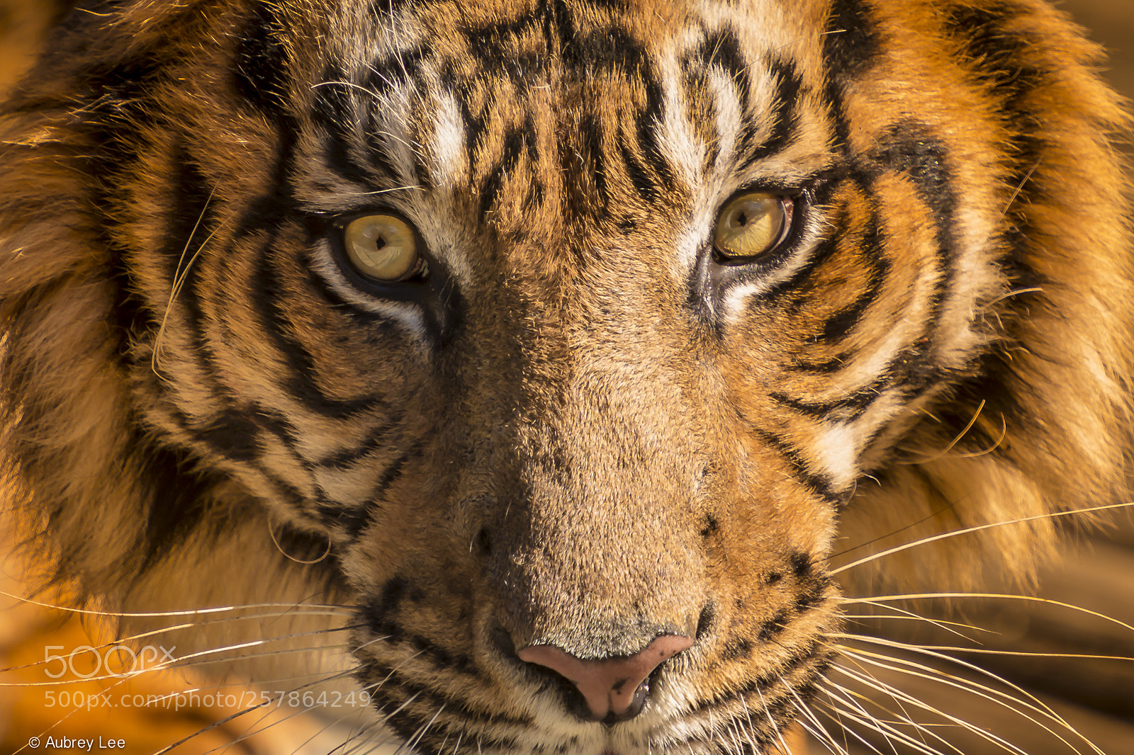 Nikon D610 sample photo. As far as the photography