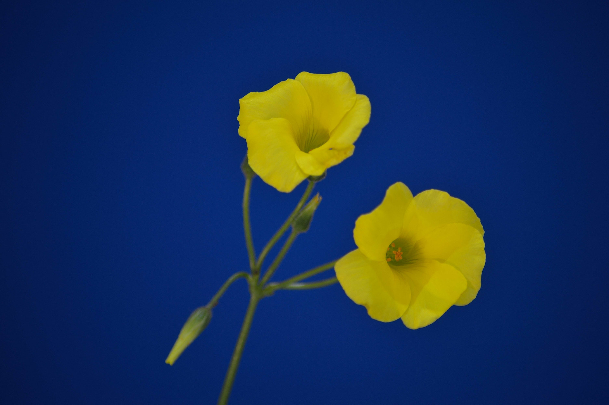 Nikon D3200 sample photo. Wildflowers photography